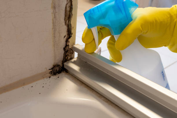 Best Attic Mold Removal  in Arden Hills, MN