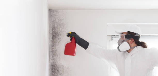 Best Residential Mold Removal  in Arden Hills, MN