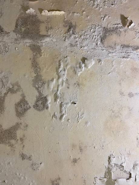 Reliable Arden Hills, MN Mold Removal Solutions