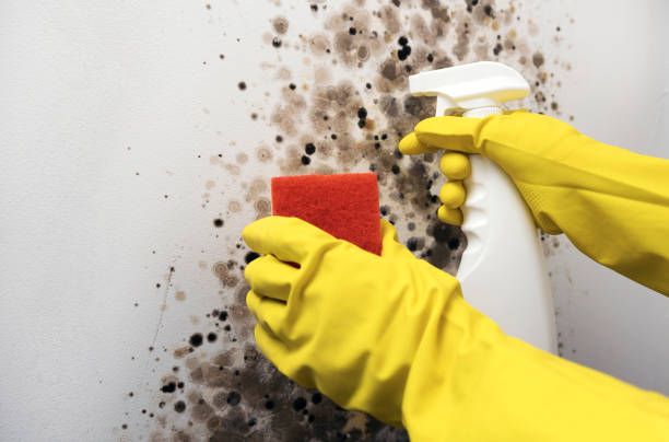 Best Mold Removal Company Near Me  in Arden Hills, MN