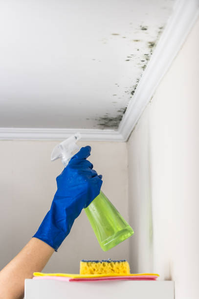 Best Professional Mold Removal  in Arden Hills, MN